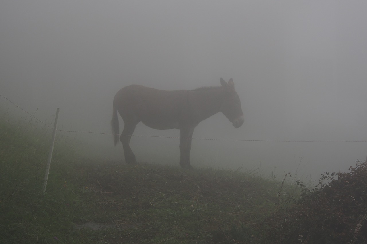 donkey fog mist free photo