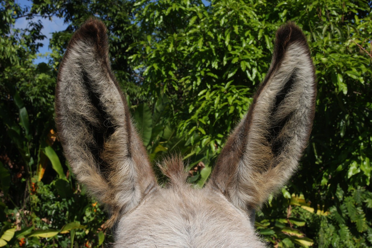 donkey ears animal free photo