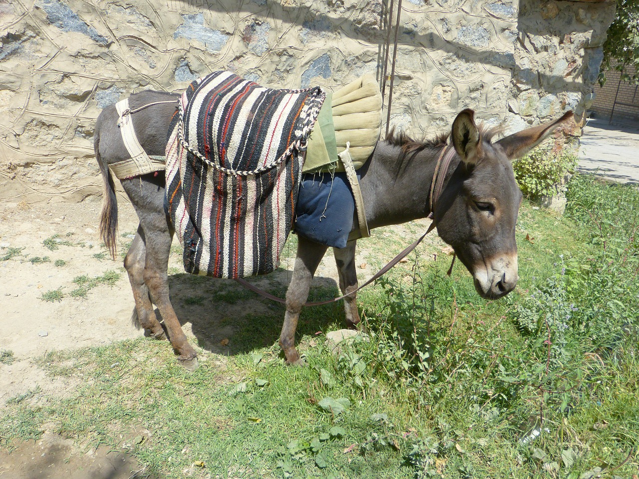 Donkey,livestock,beast of burden,bear,creature - free image from 