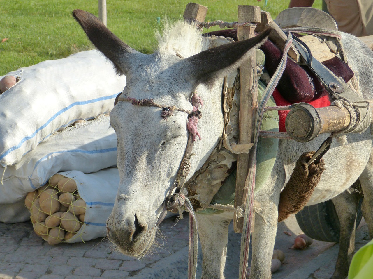 donkey beast of burden packed free photo