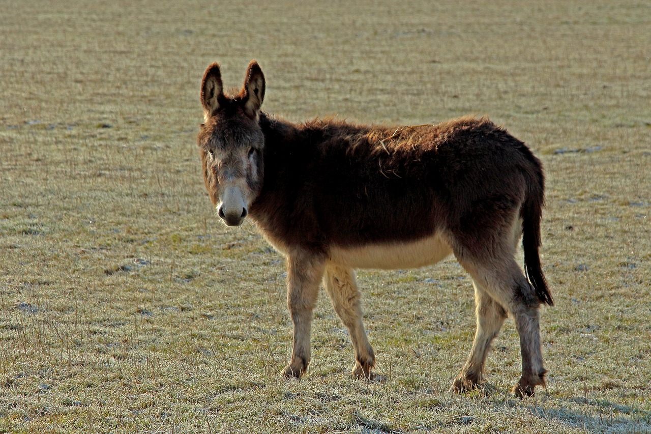 donkey muli animal free photo