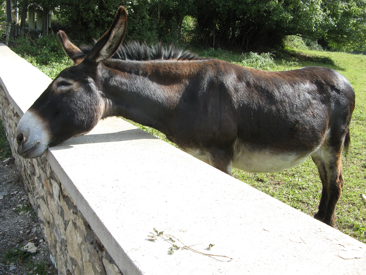 donkey turenne france free photo