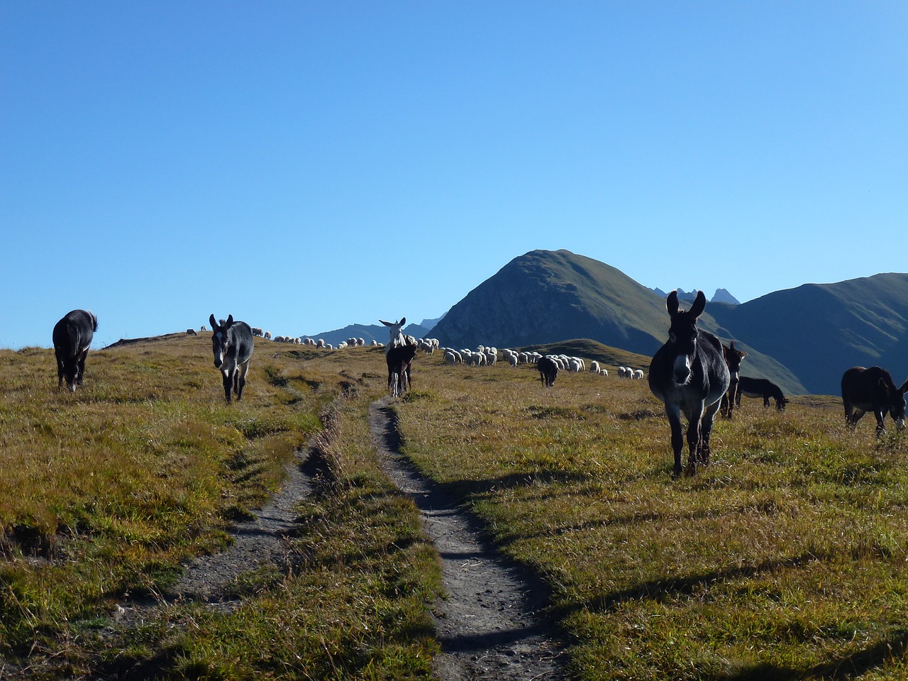 donkey alpine mountains free photo
