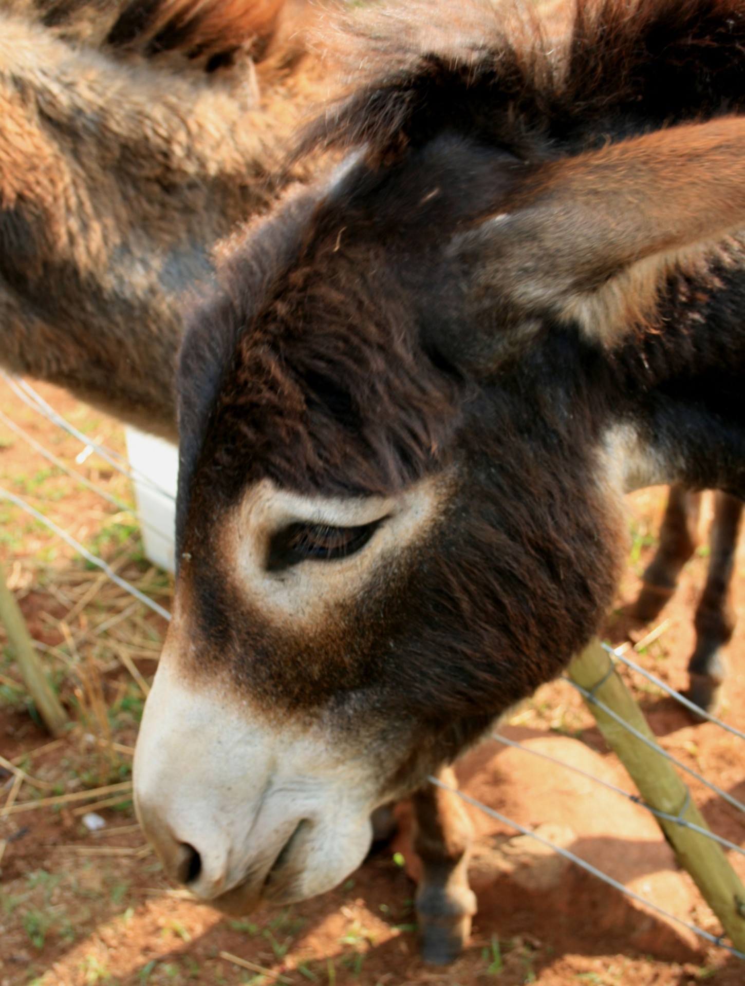 animal donkey dark brown coat free photo