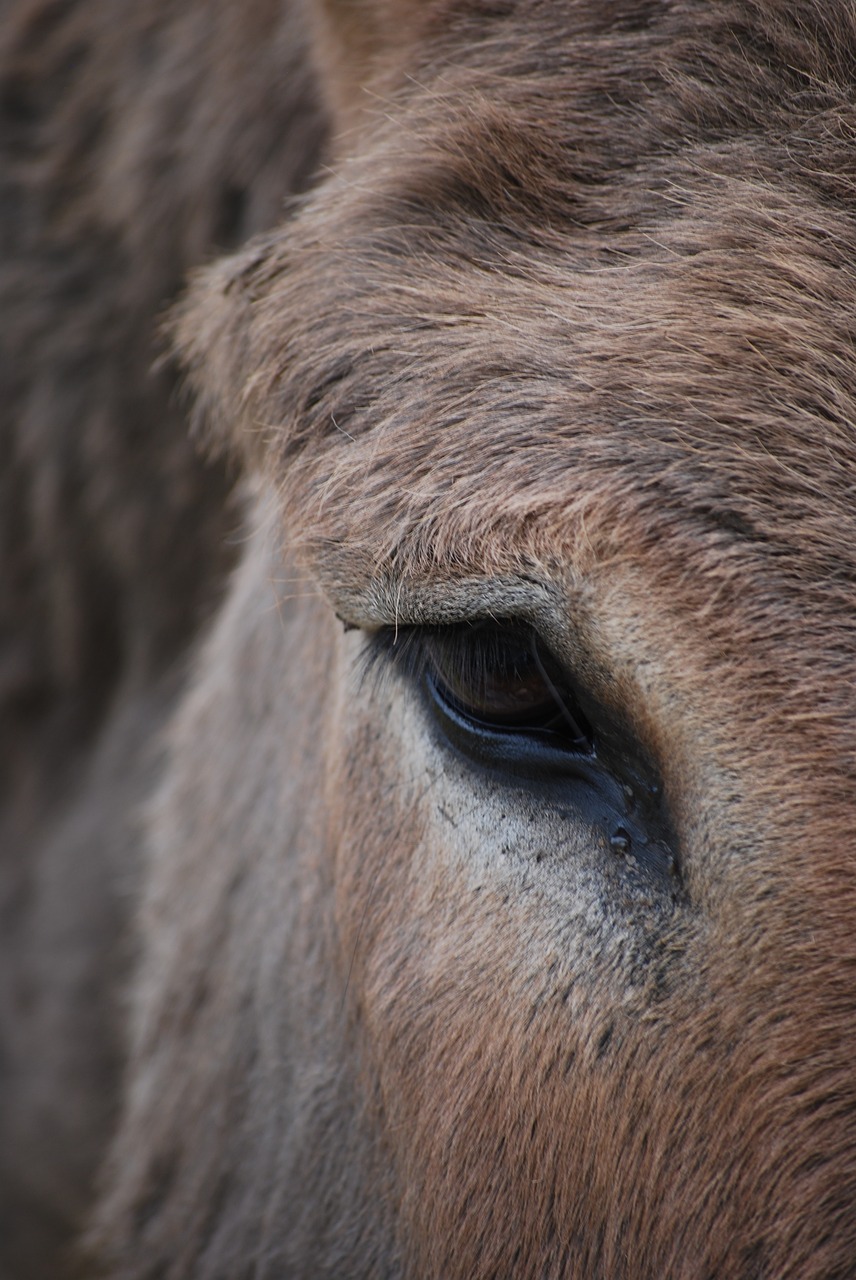 donkey eye animal free photo