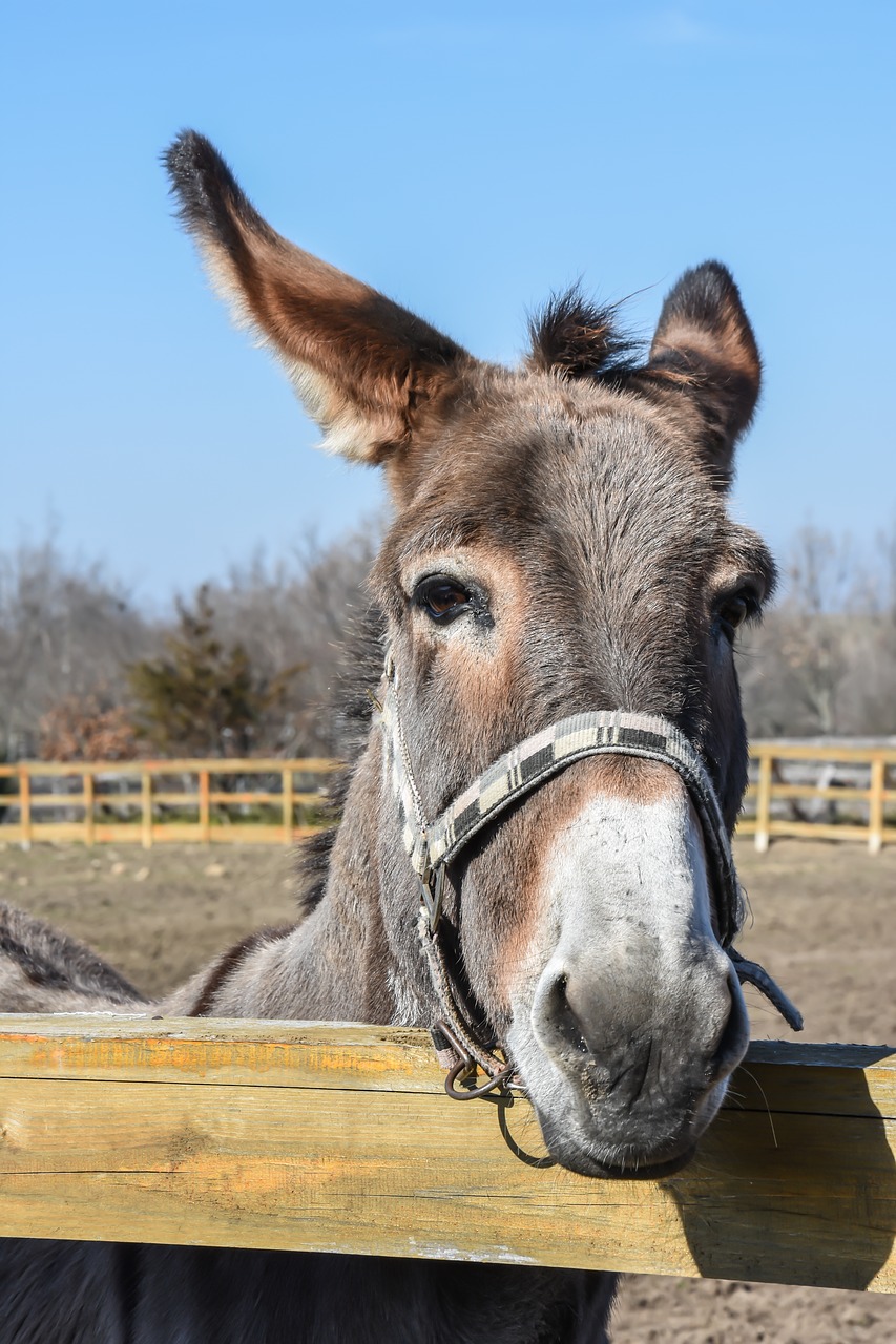 donkey outdoor farm free photo