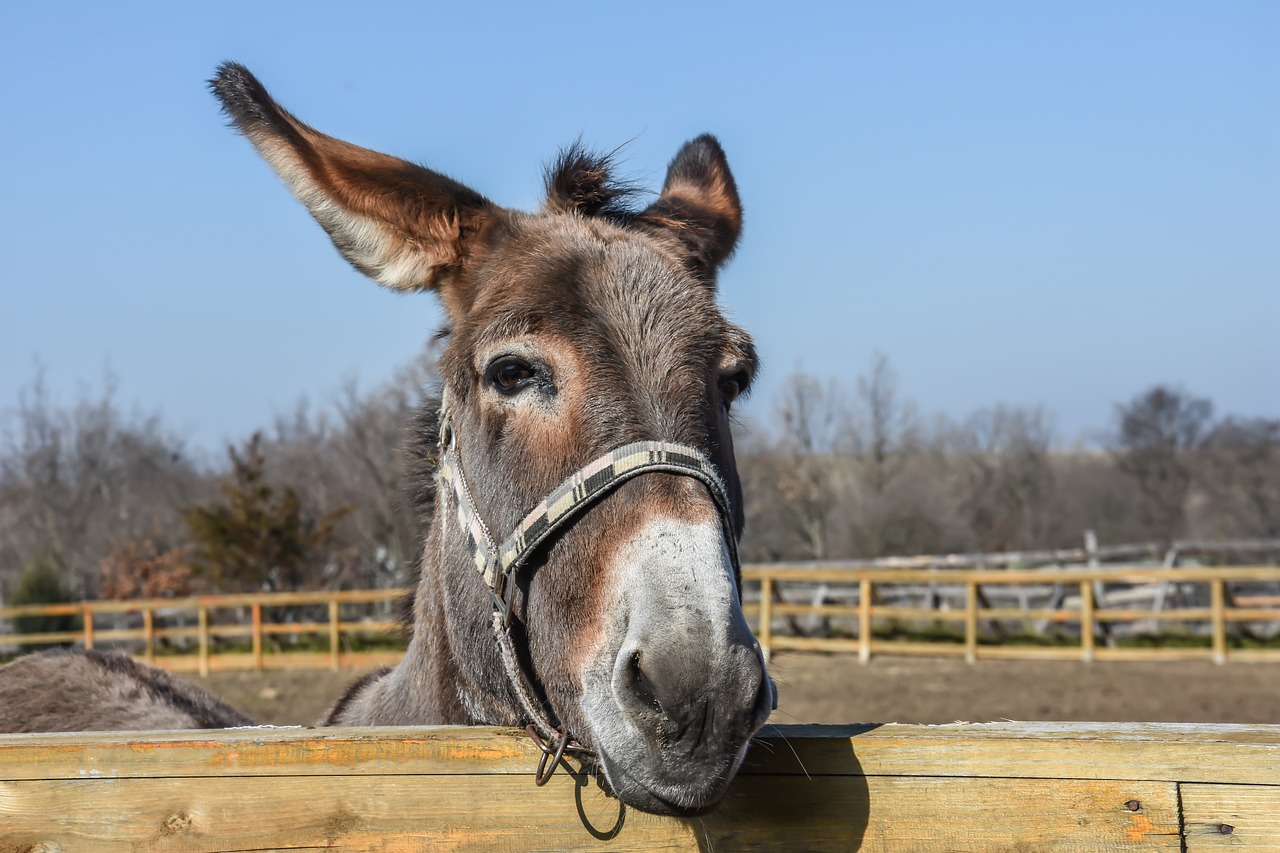 donkey outdoor farm free photo