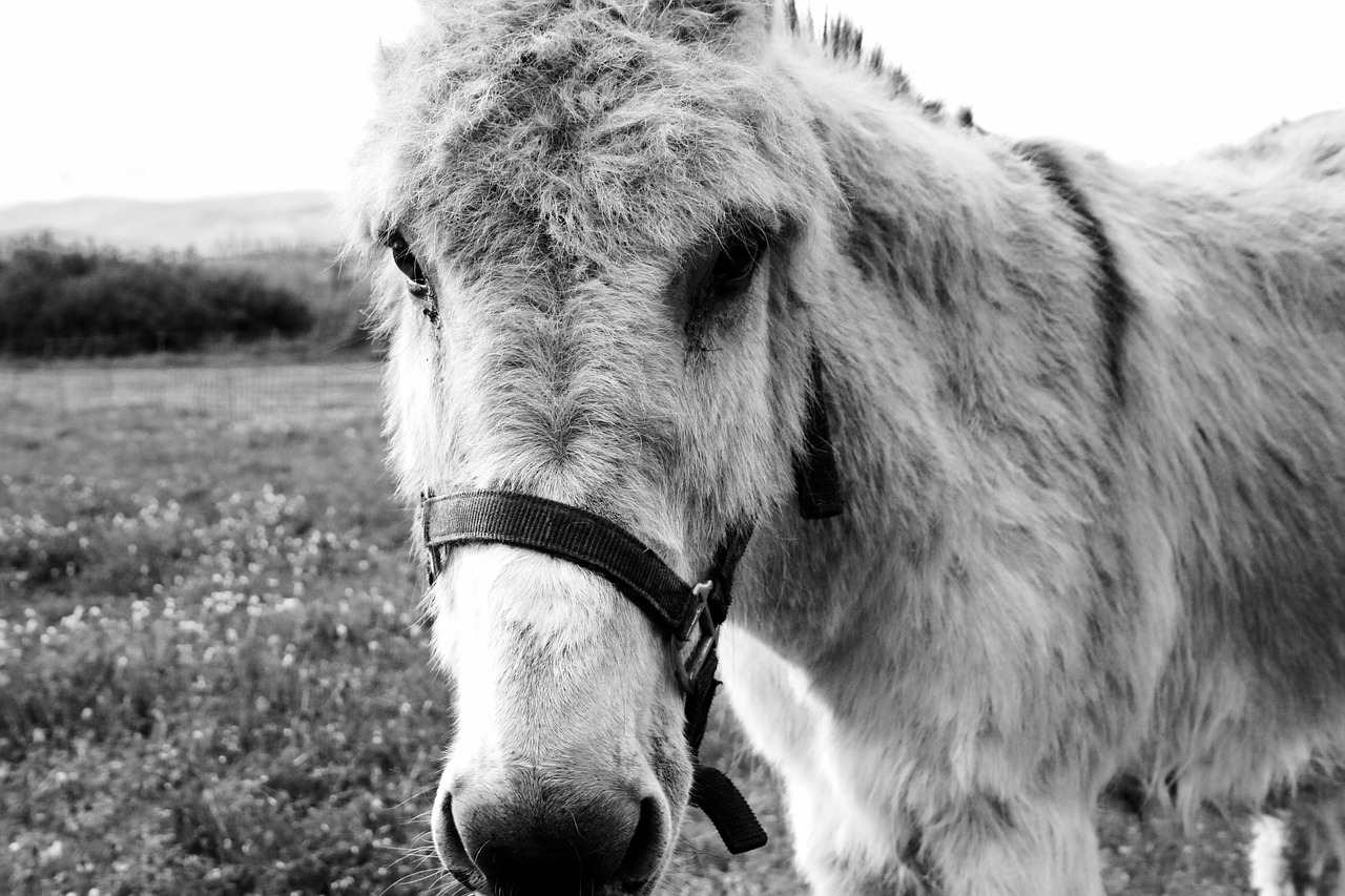 donkey animal black white free photo