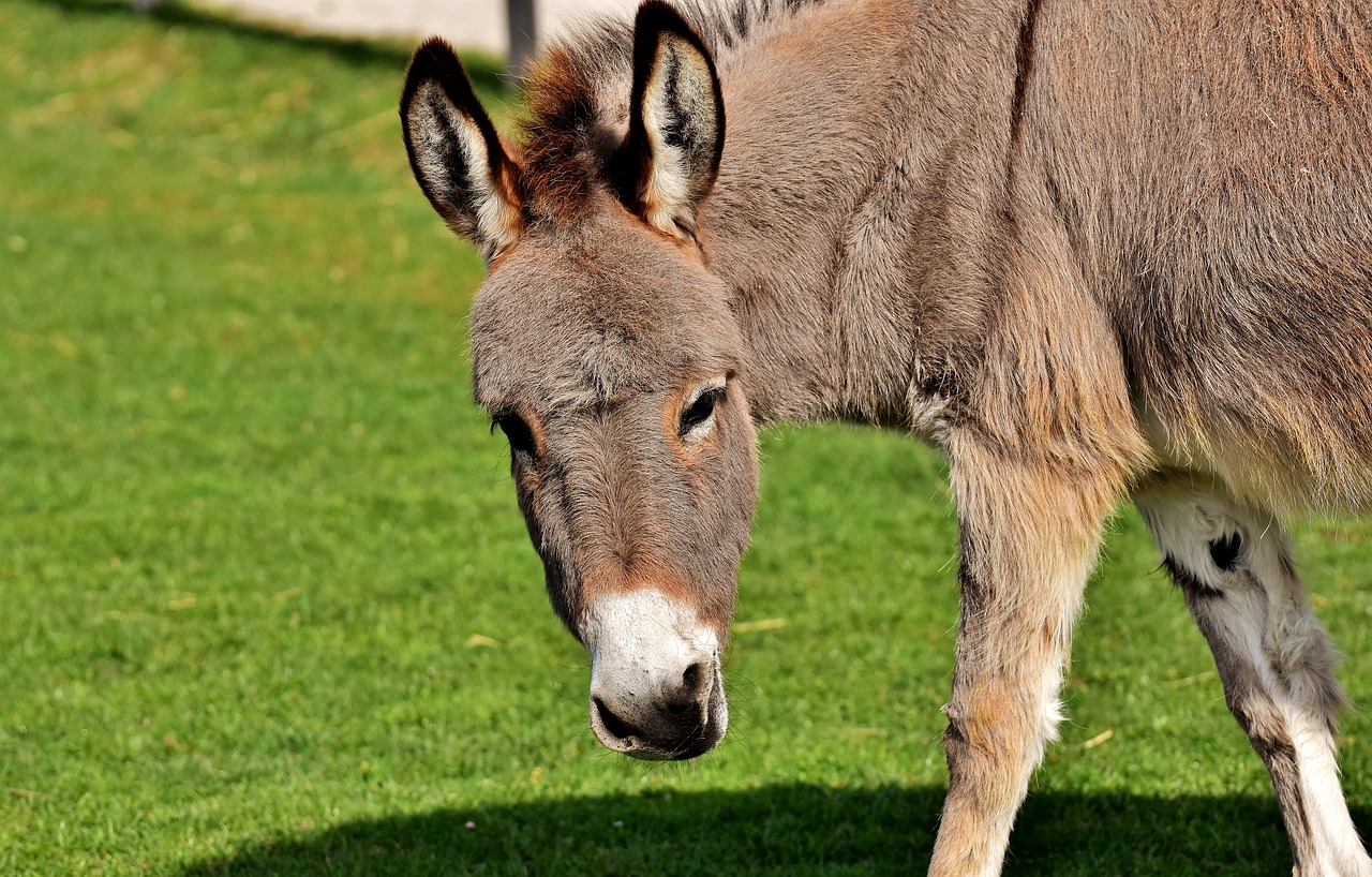 donkey animal nature free photo