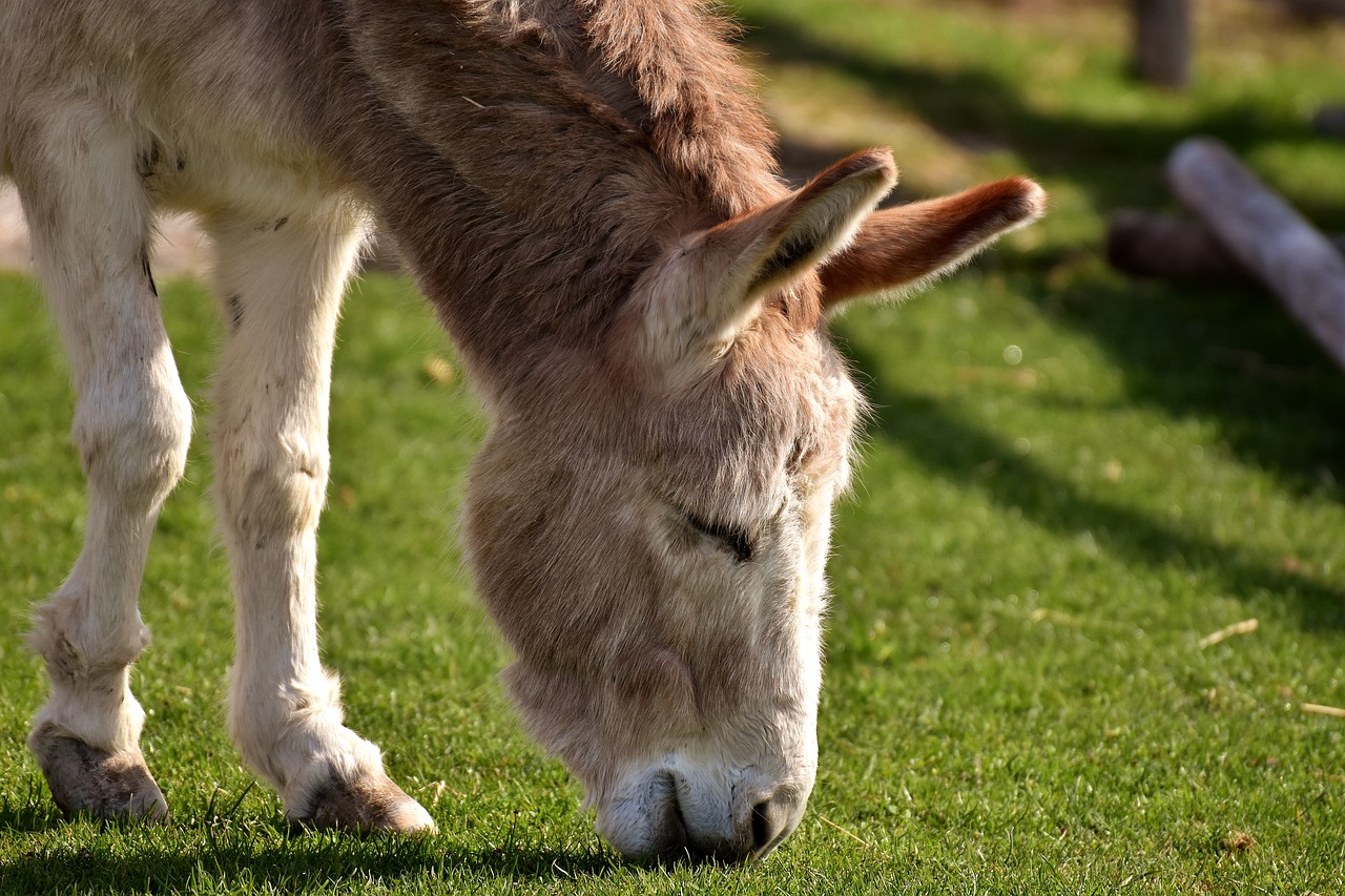 donkey animal nature free photo