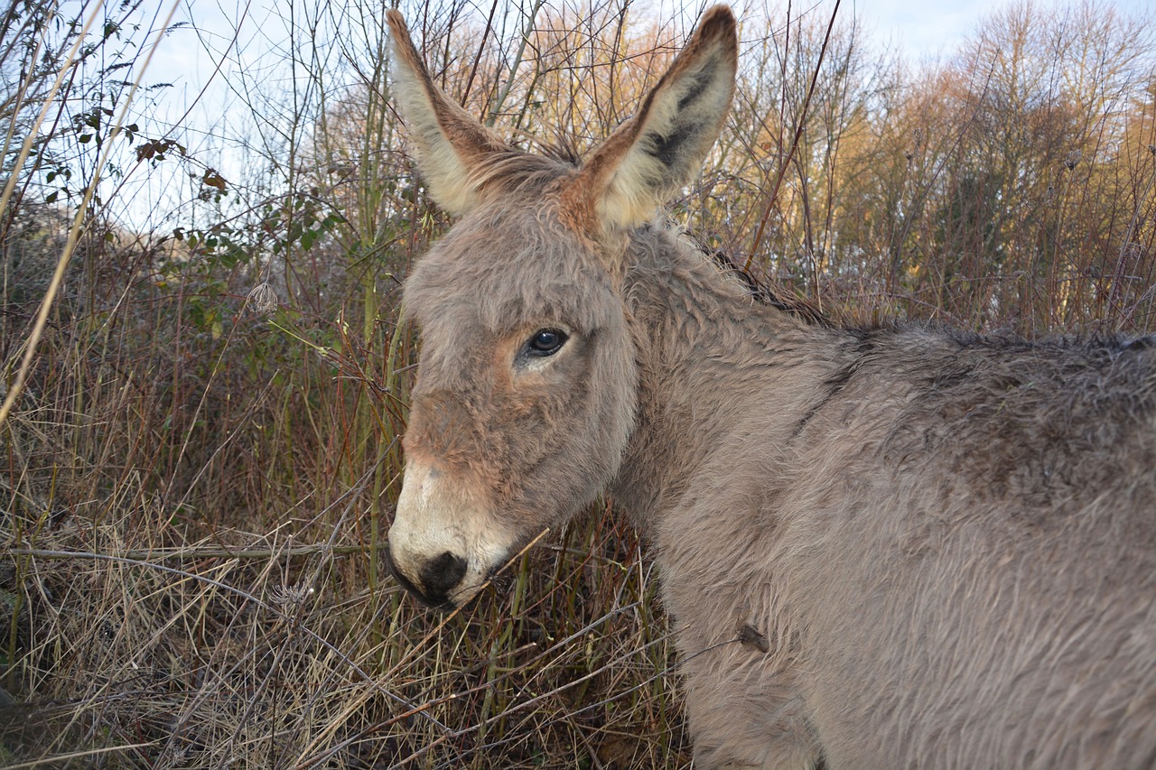 donkey grey nature free photo