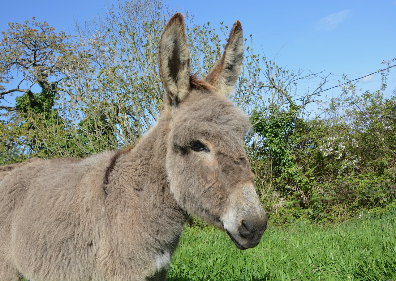 donkey equine animal free photo