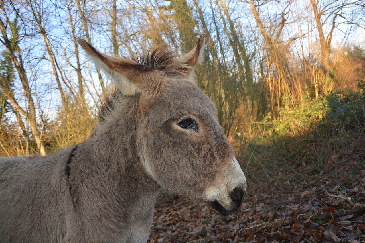 donkey prairie light free photo