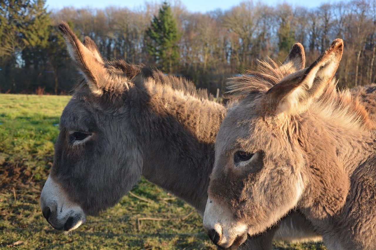 donkey domestic animal equine free photo