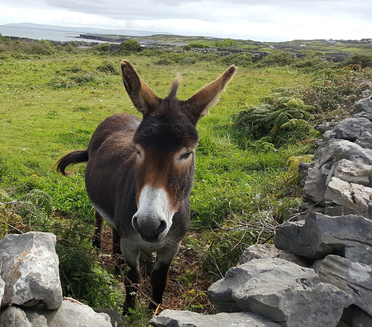 donkey animal grass free photo