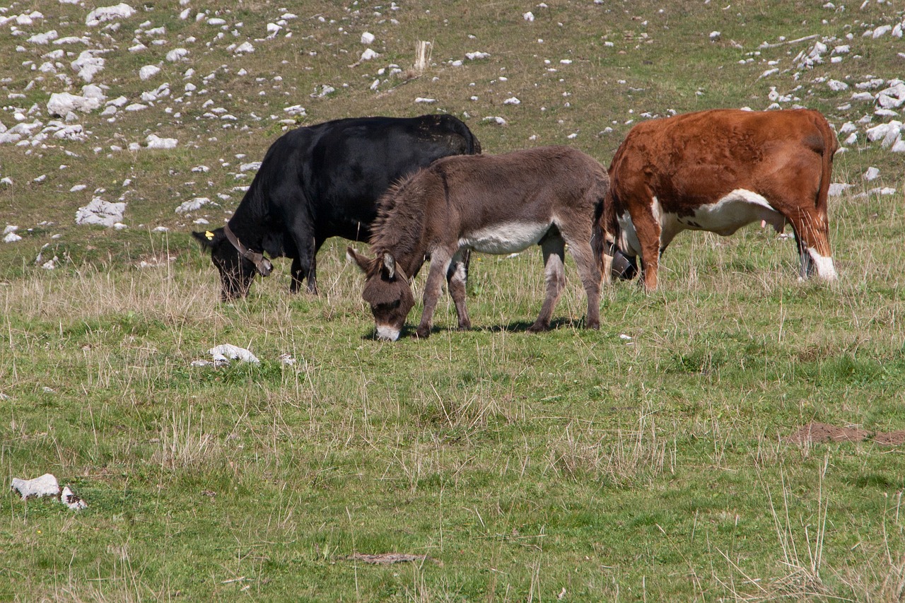 donkey cow pasture free photo