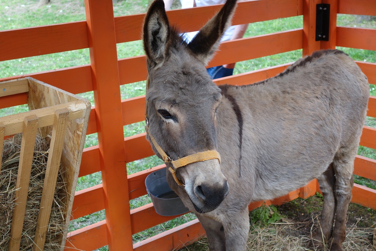 donkey animal grey free photo