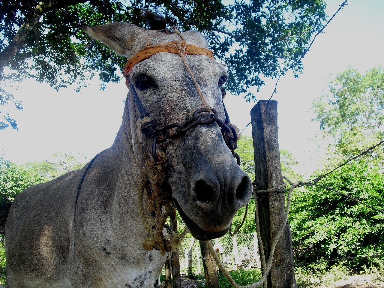 donkey farm field free photo