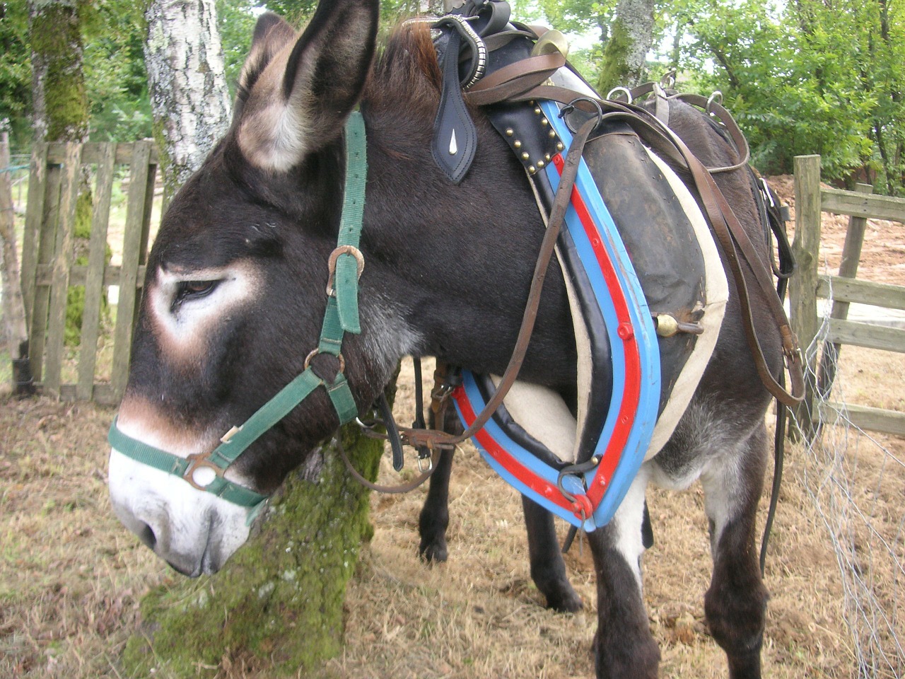 donkey animal ass free photo
