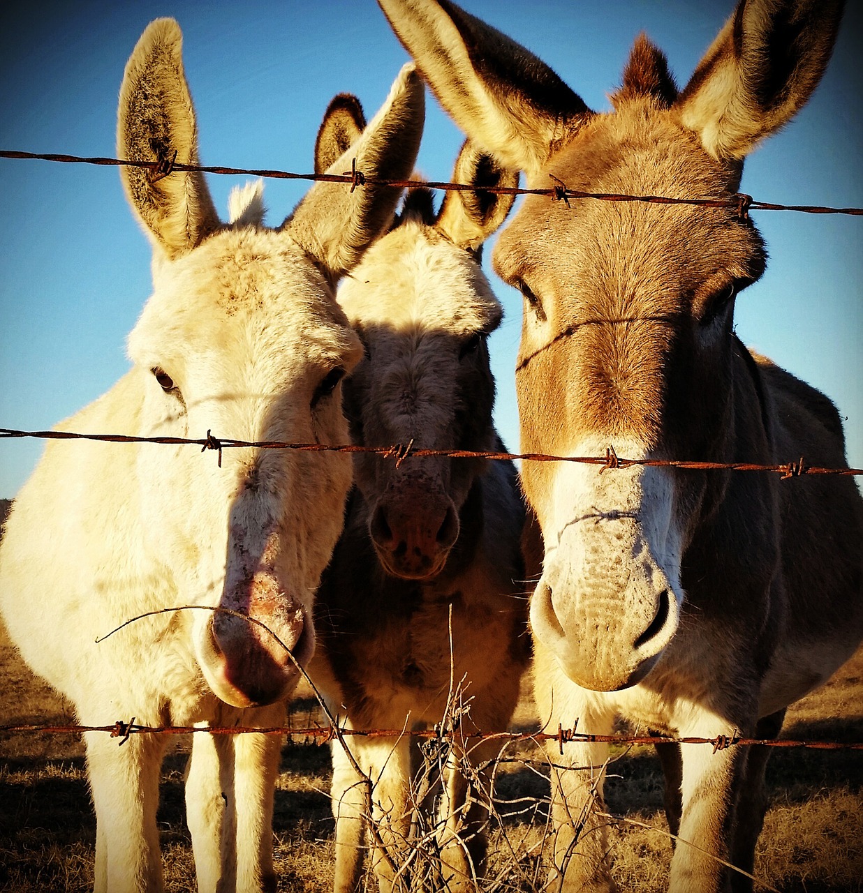 donkey friends amigos free photo