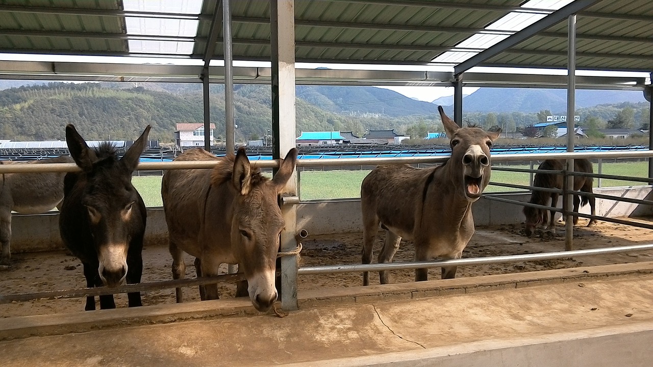 donkey animal hong quan free photo