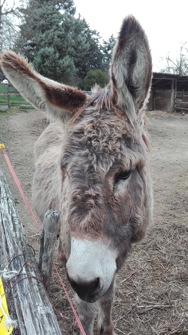 donkey eyes sweets free photo