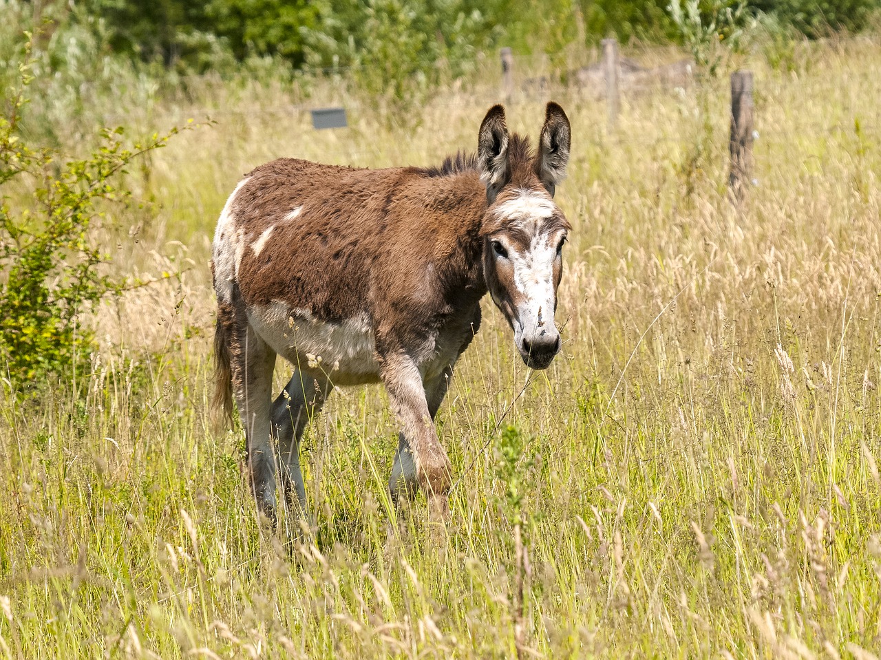 donkey livestock animal free photo