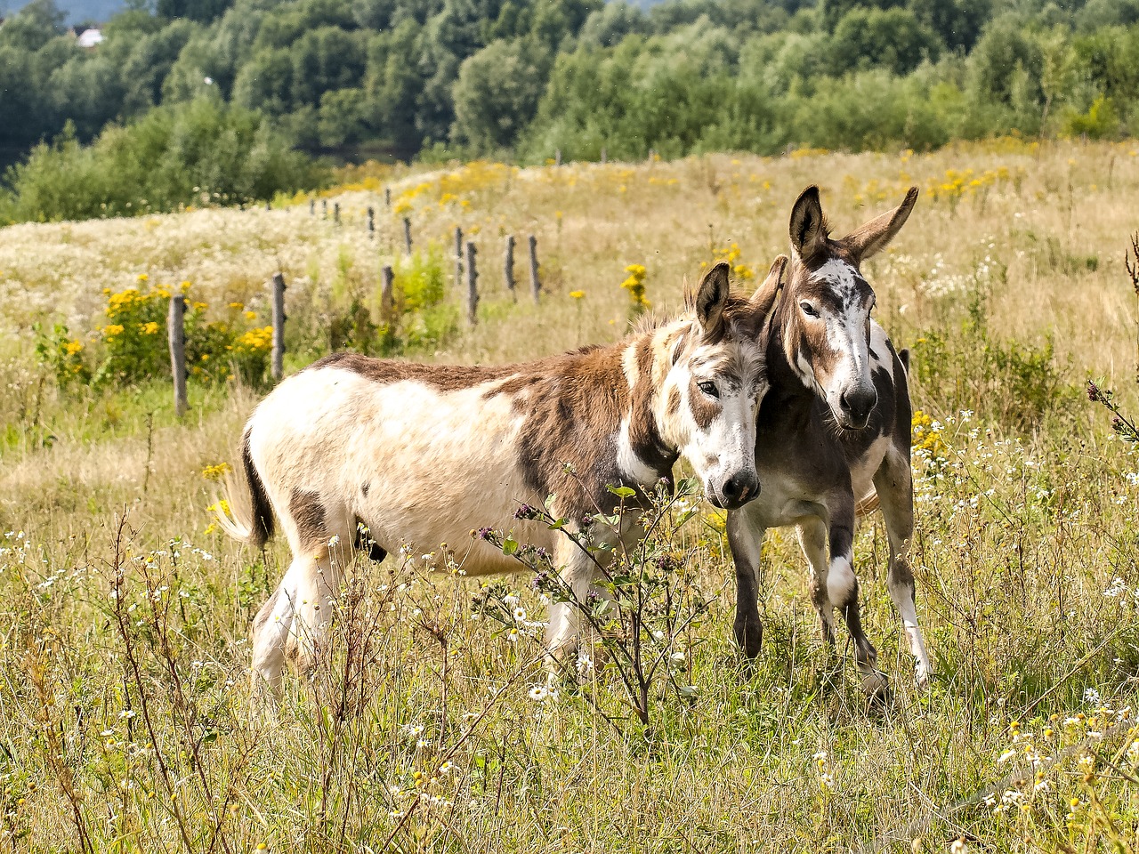 donkey mammal livestock free photo