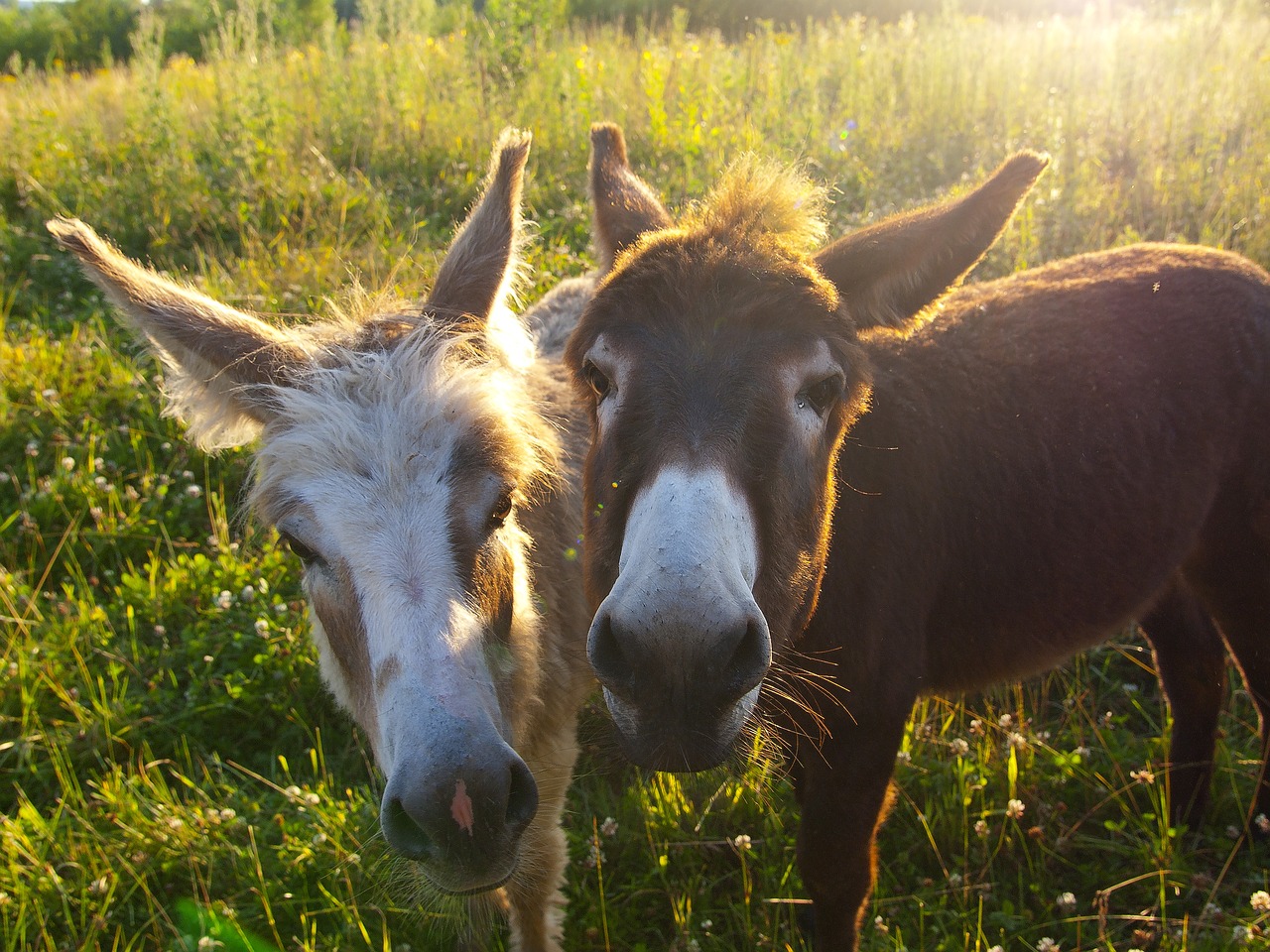 donkey animal mammal free photo