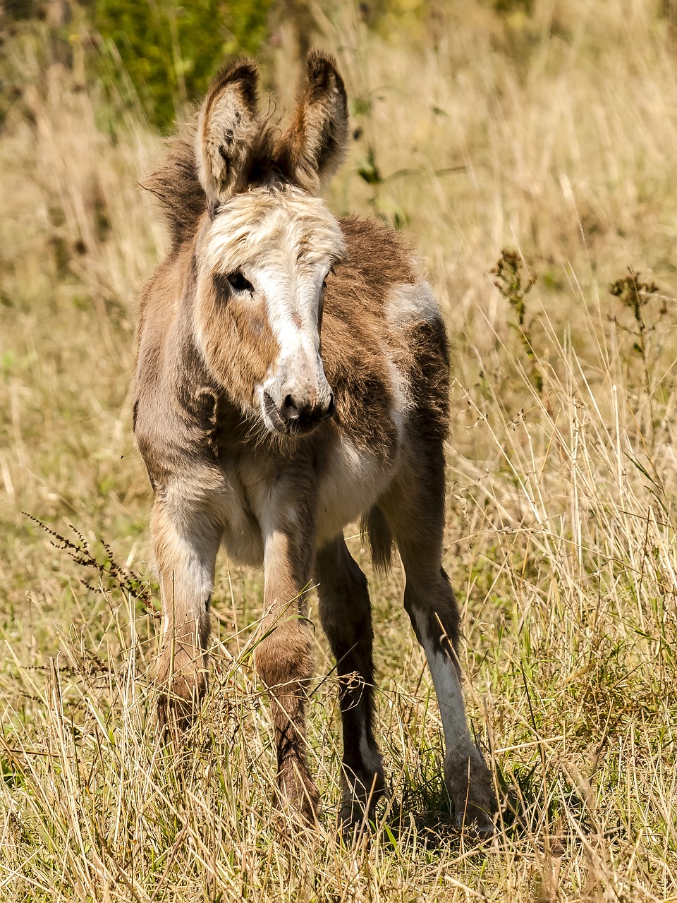 donkey animal mammal free photo