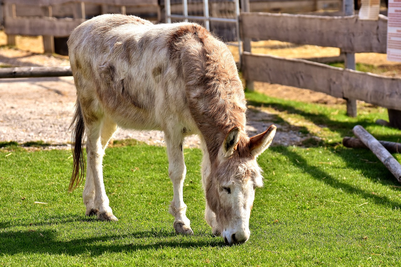 donkey animal beast of burden free photo