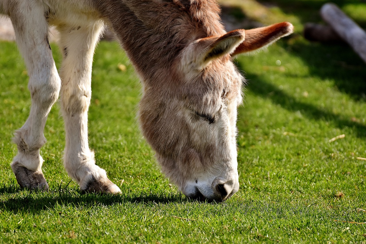 donkey animal beast of burden free photo