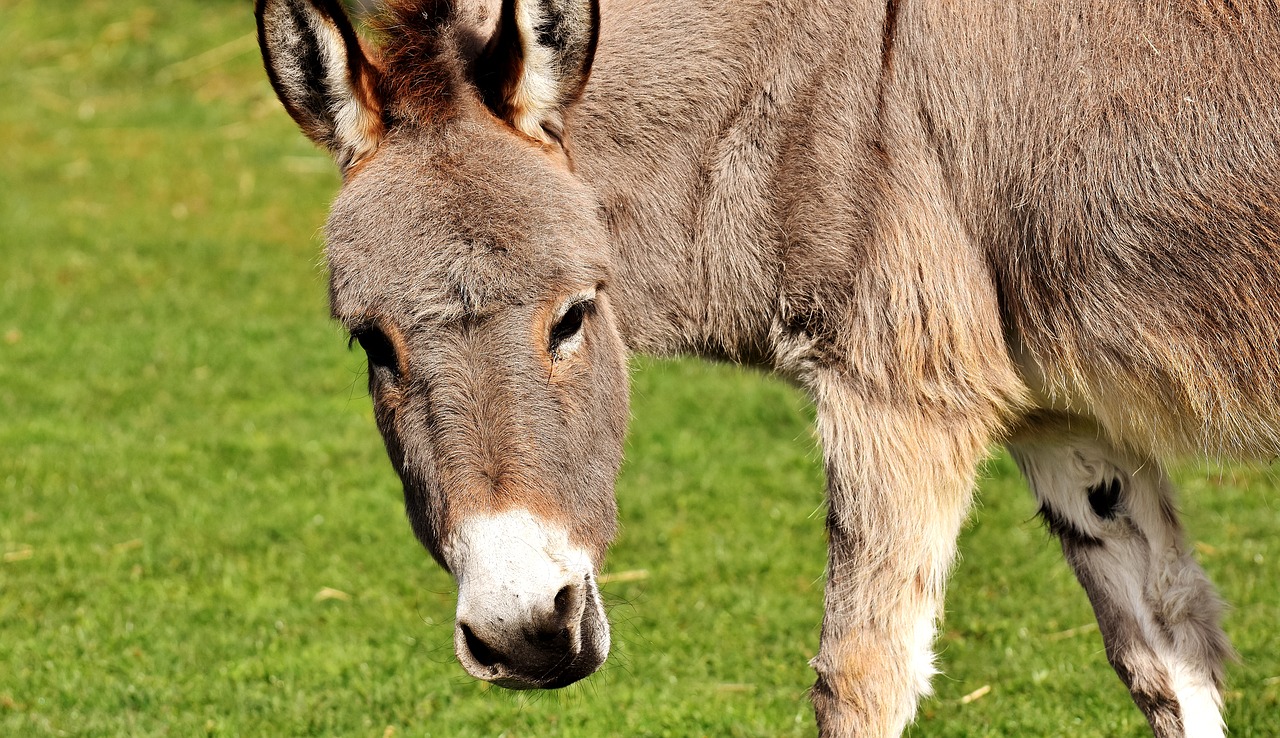 donkey animal beast of burden free photo