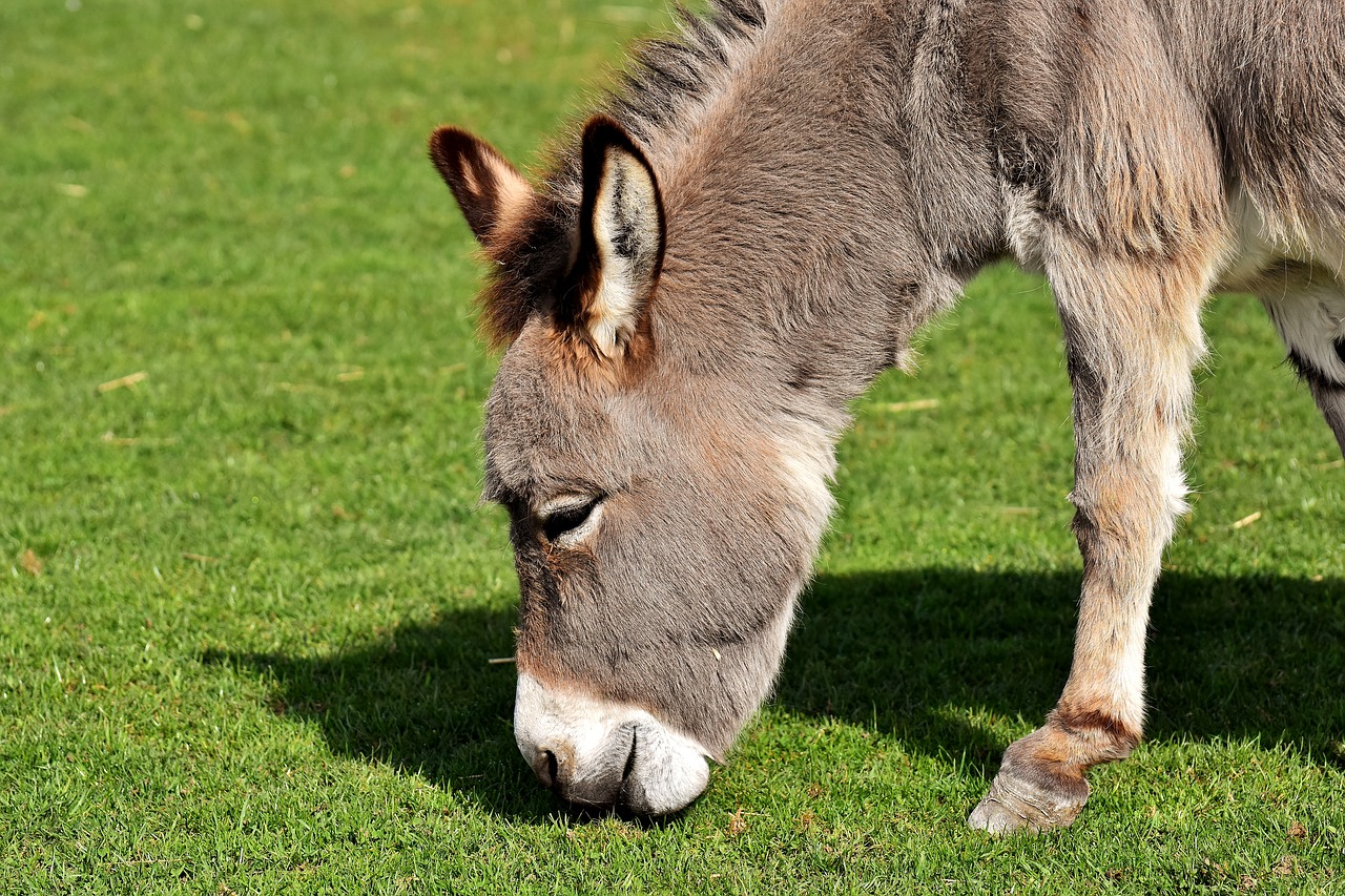 donkey animal beast of burden free photo