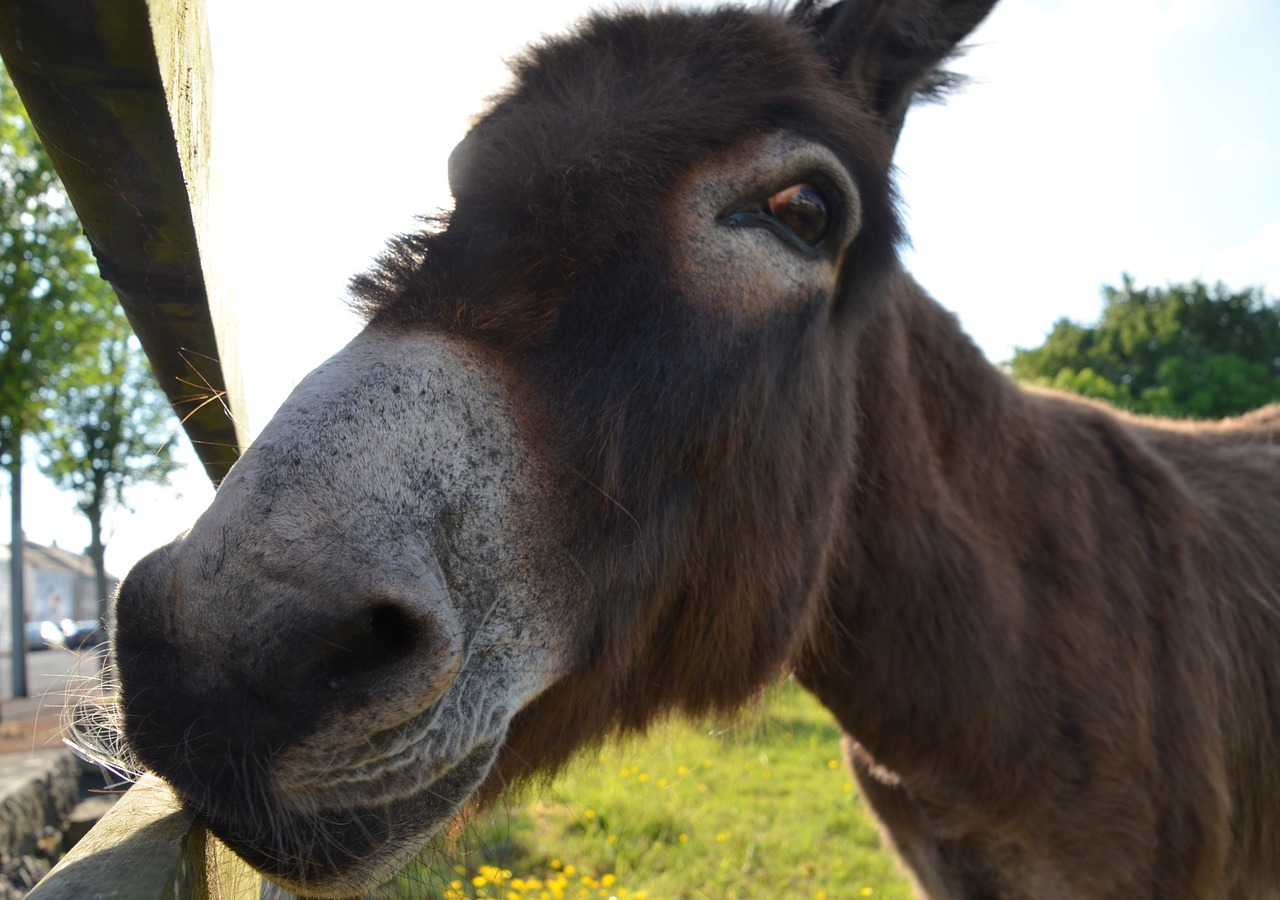 donkey muli animal free photo