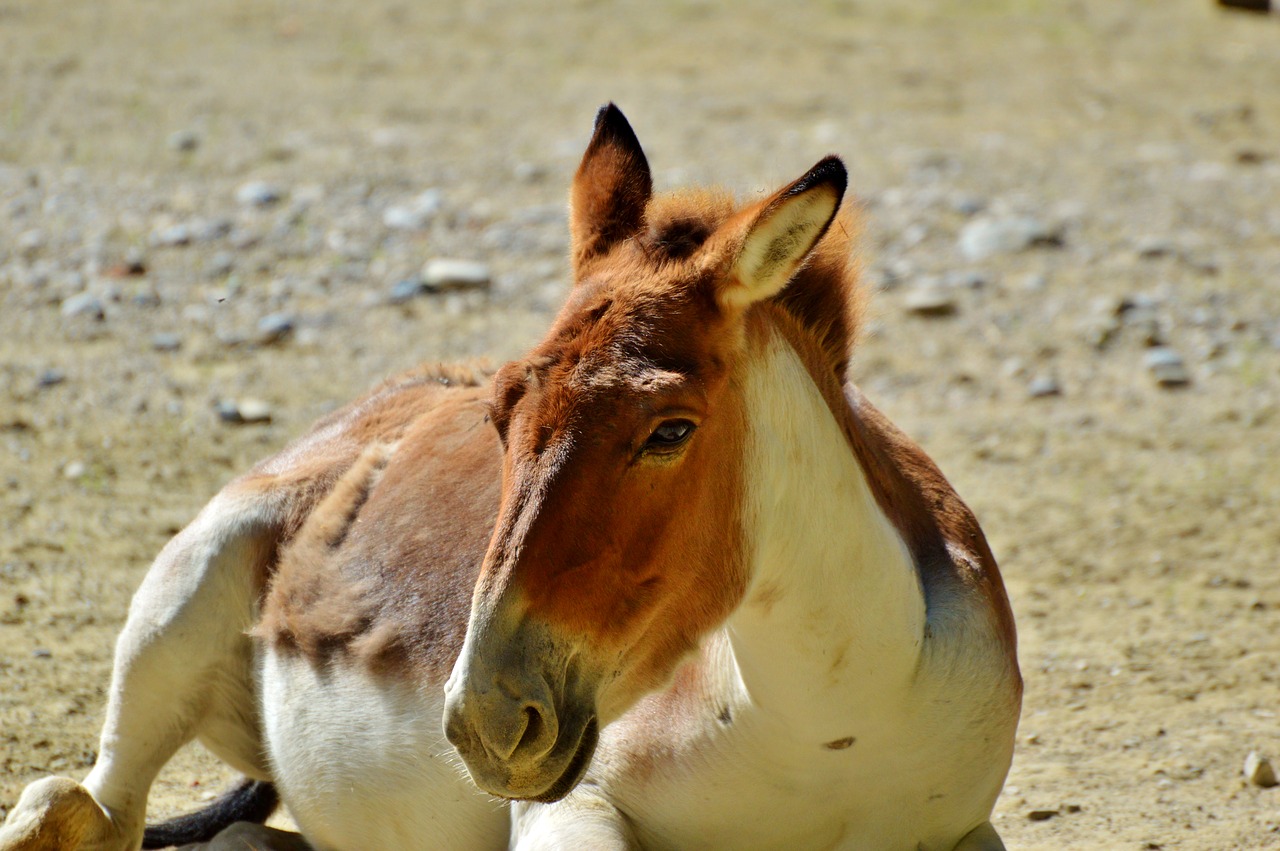donkey muli mule free photo