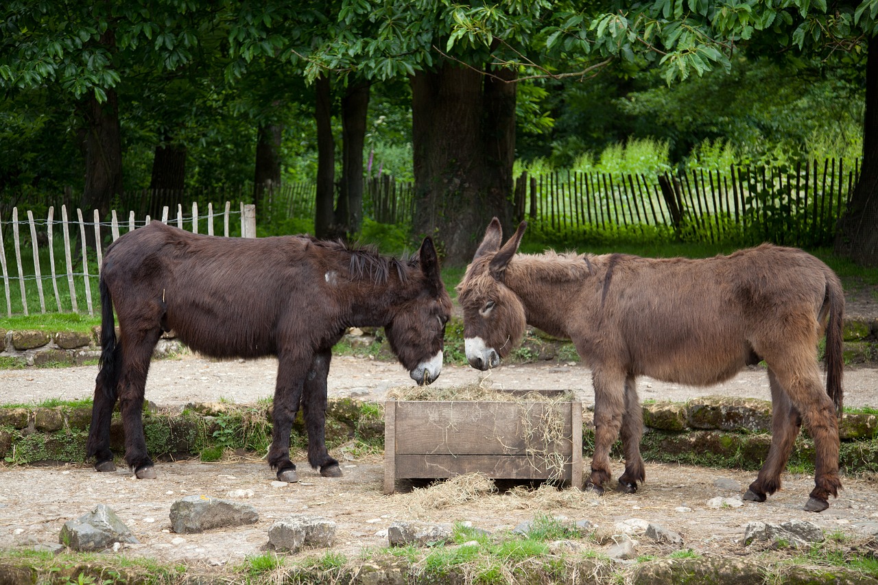 Donkey,two,beast of burden,mane,fur - free image from needpix.com