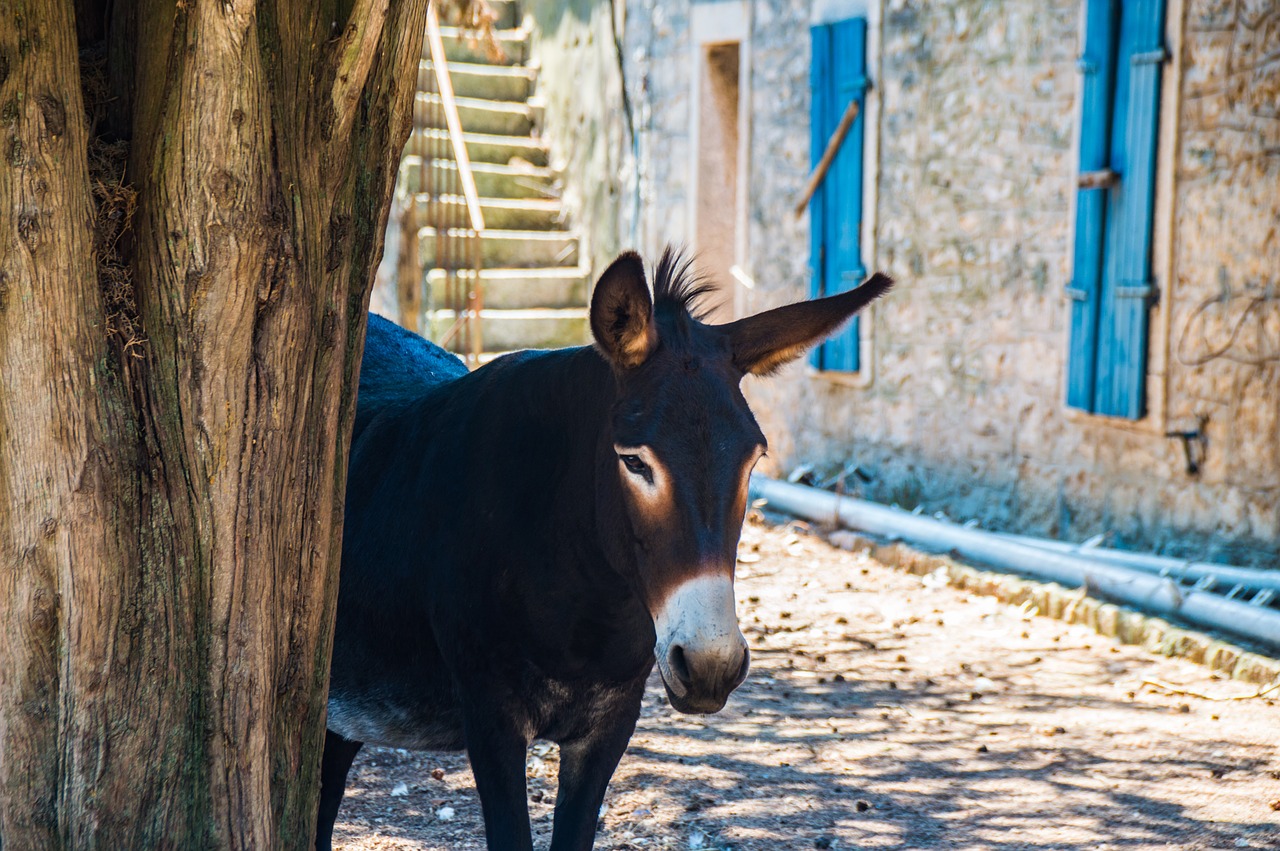 donkey croatia home free photo