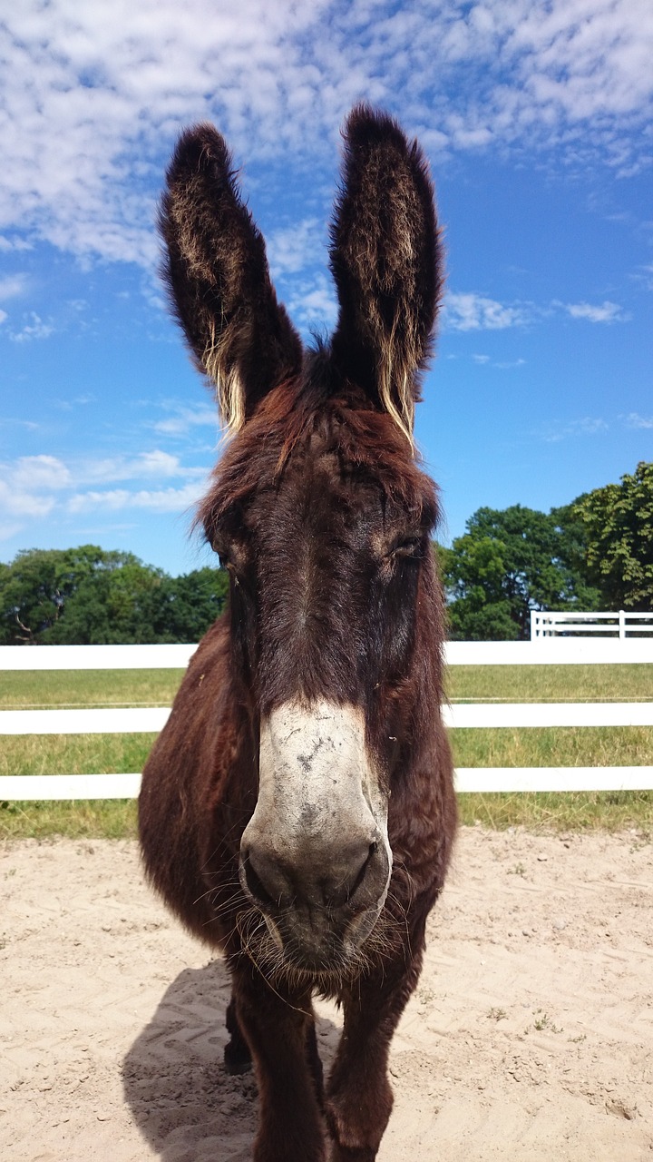 donkey animal mammal free photo