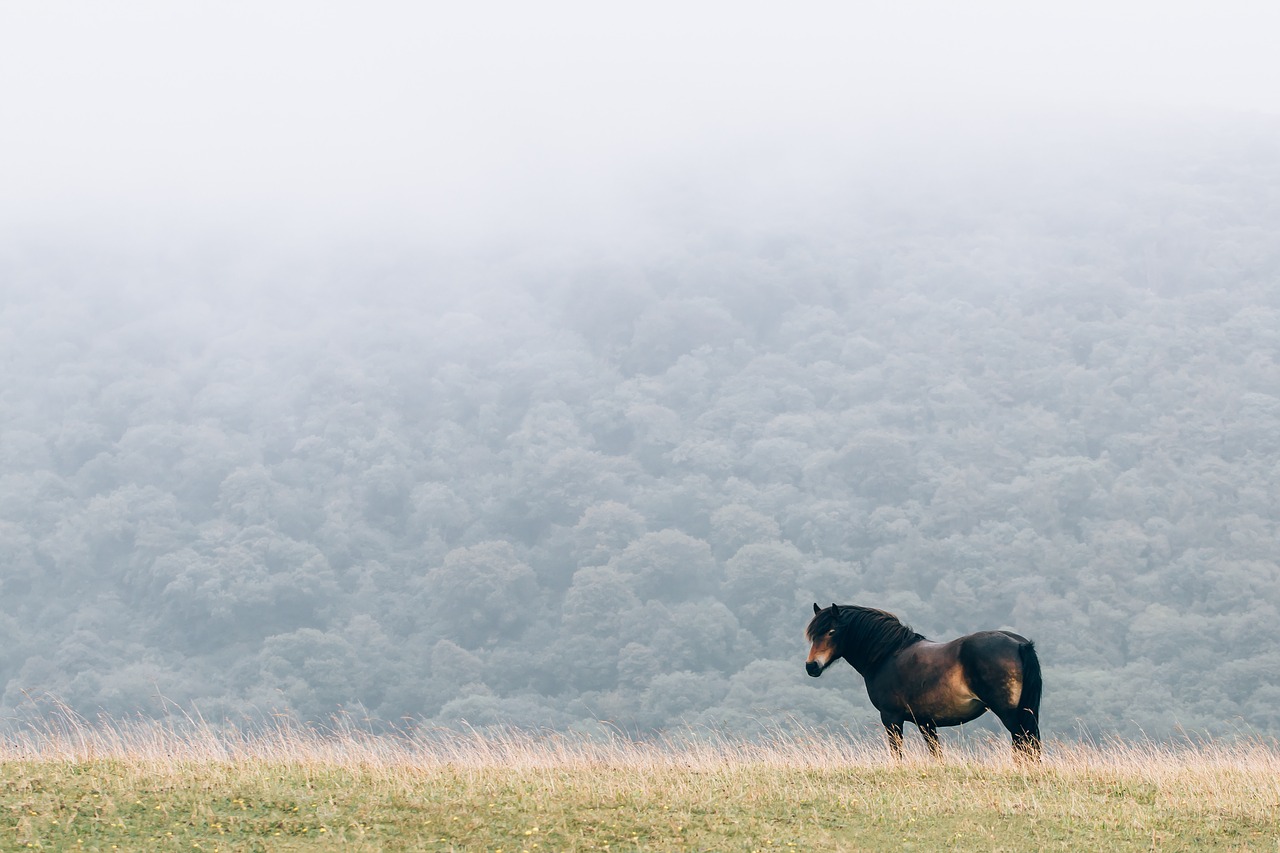 donkey horse animal free photo