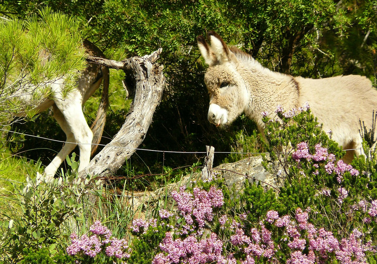 donkey animal head free photo