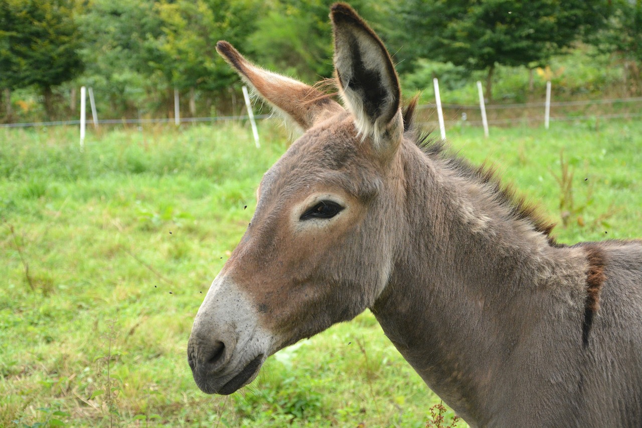 donkey contentin grey free photo