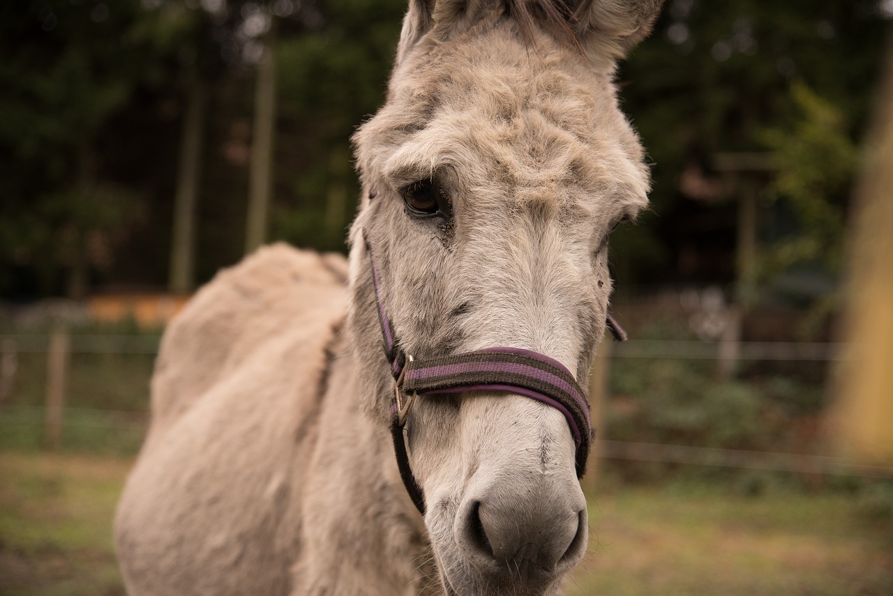 donkey nature coupling free photo