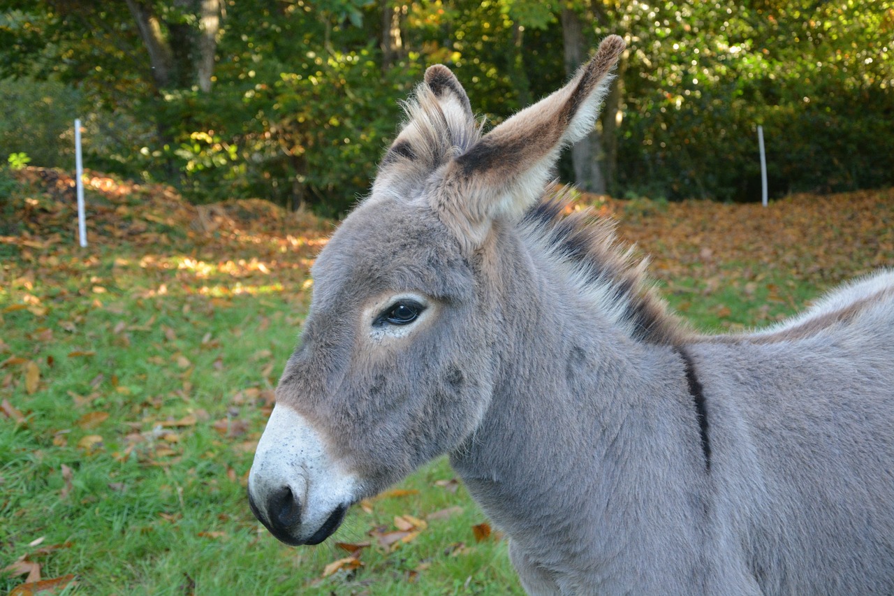 donkey anon head free photo