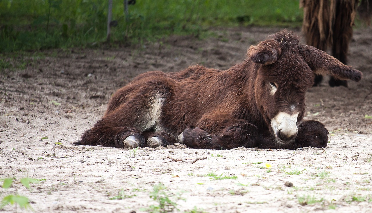 donkey beast of burden rural free photo