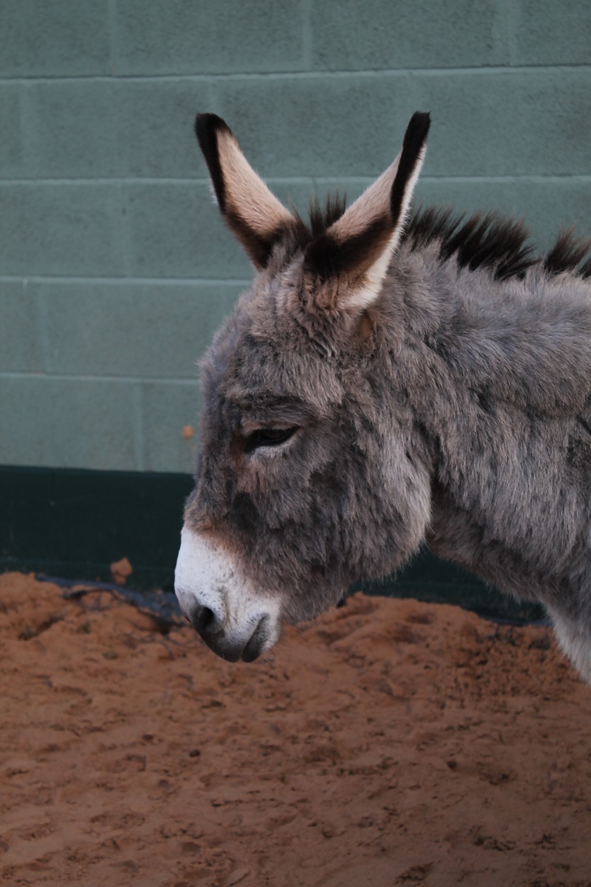 donkey rescue animal free photo