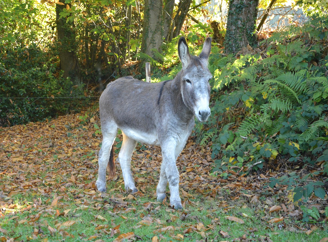 donkey donkeys of contentin grey free photo