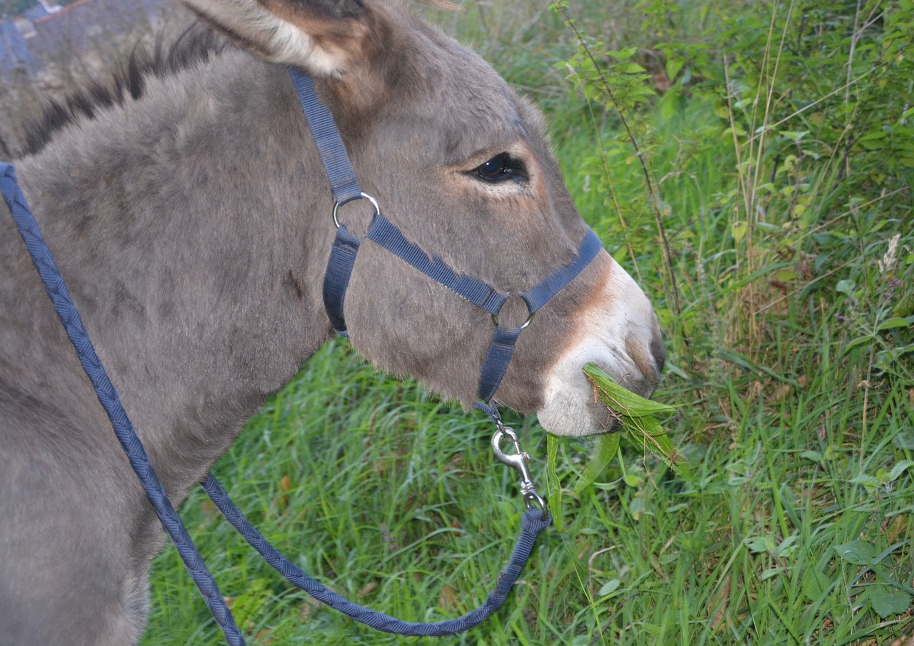donkey head profile free photo
