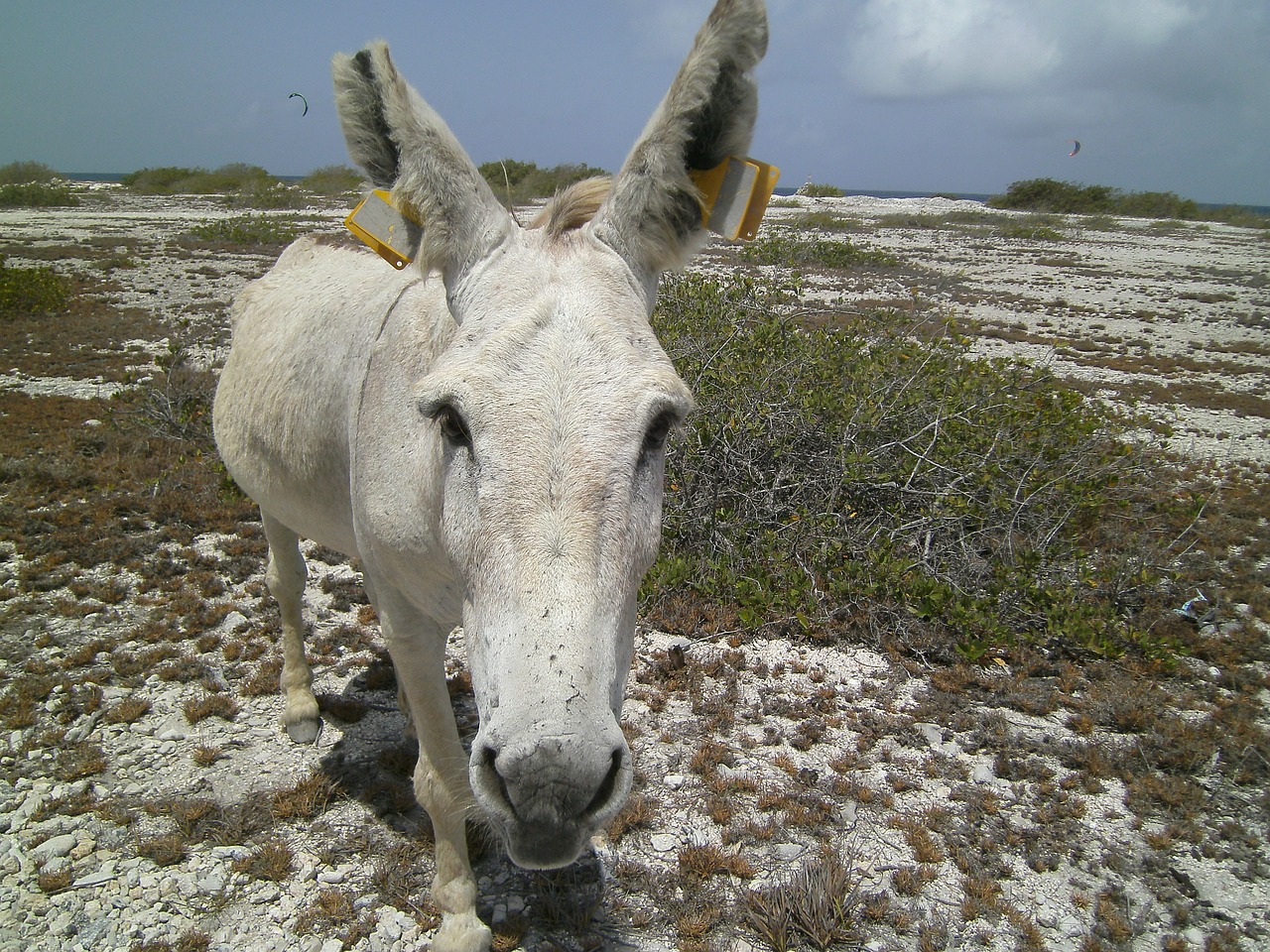 donkey ass bonaire free photo