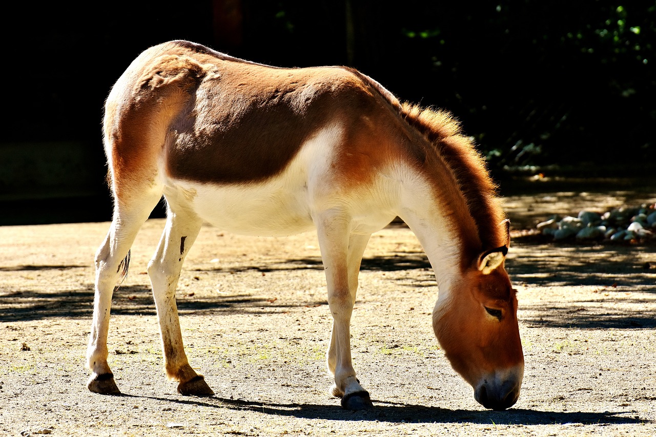 donkey animal wildlife photography free photo